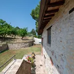 Tulipano - Fogliani *